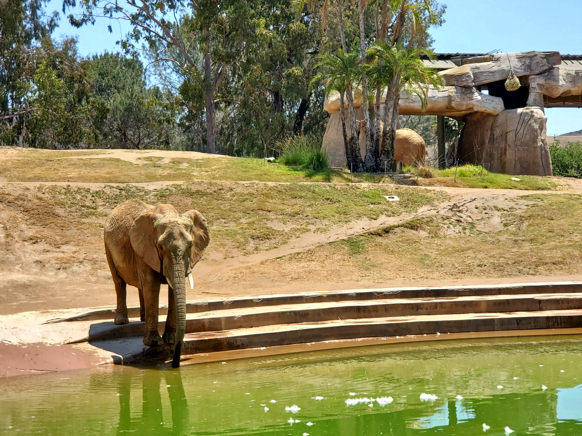 Visiting the San Diego Zoo Safari Park - Luria & Co.